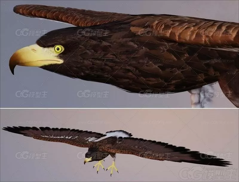 C4D老鹰3D模型FBX雕鸟类带骨骼带绑定 三维设计素材源文件-1