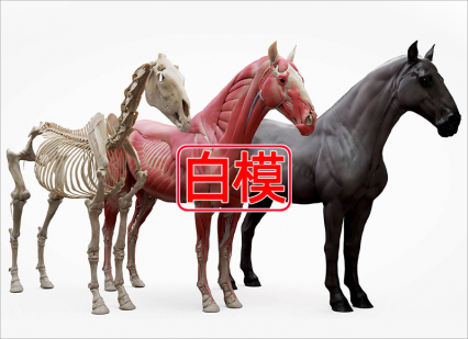 C4D马儿骨骼肌肉结构动物解剖学3D模型MAX建模ZB雕刻三维设计素材