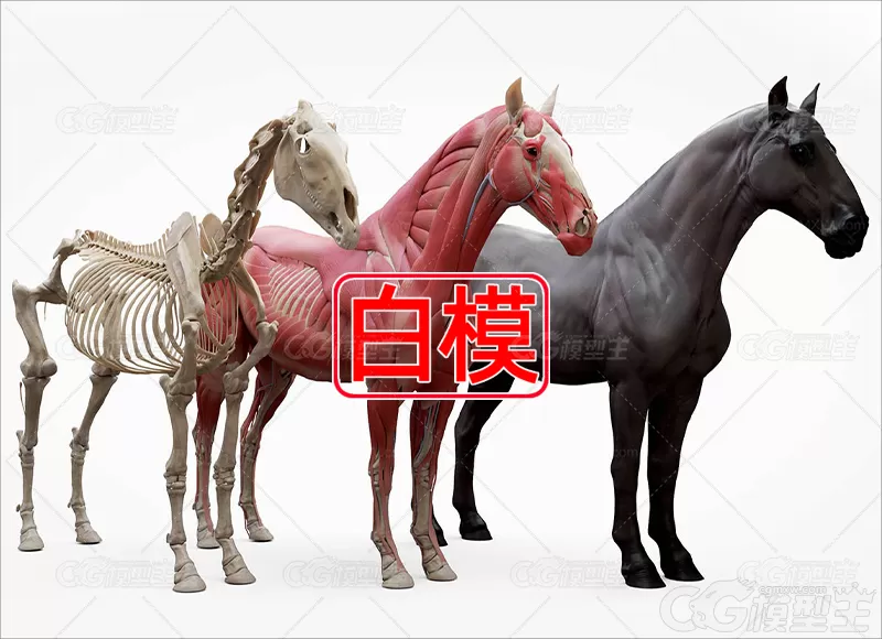 C4D马儿骨骼肌肉结构动物解剖学3D模型MAX建模ZB雕刻三维设计素材-1