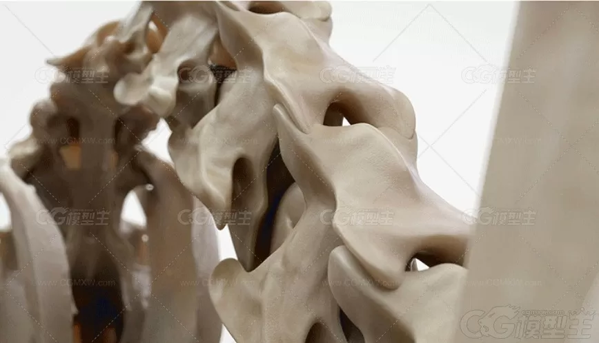 C4D马儿骨骼肌肉结构动物解剖学3D模型MAX建模ZB雕刻三维设计素材-2