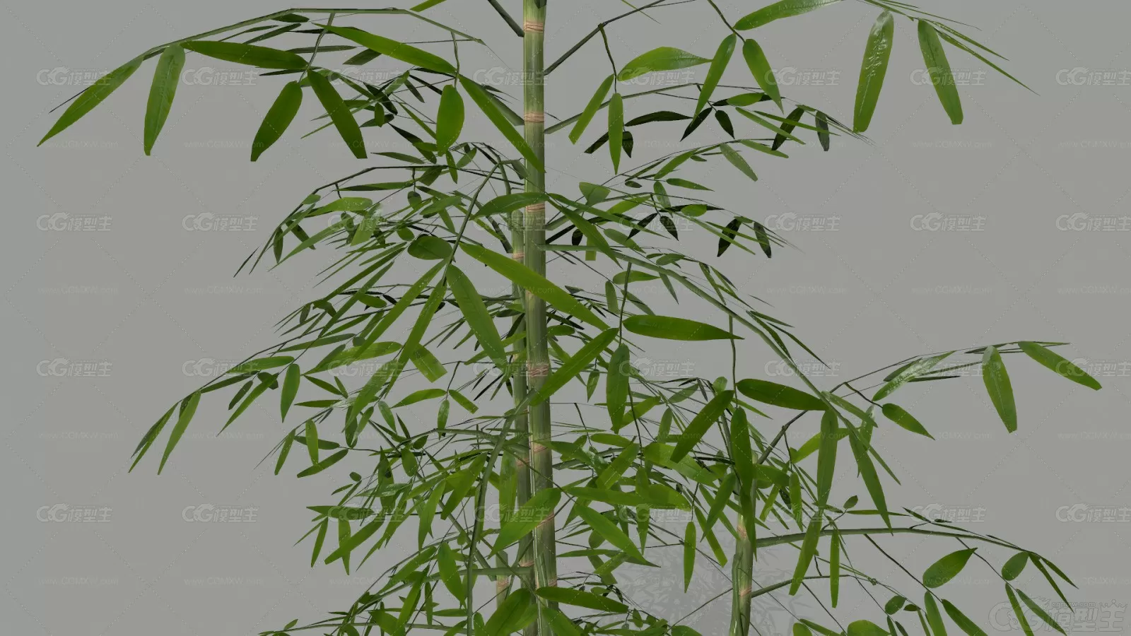 简模竹子 植物 老竹子 竹叶 竹林 景观竹 翠竹观赏竹子黄竹 低模竹子 虚拟仿真竹子 ...-3