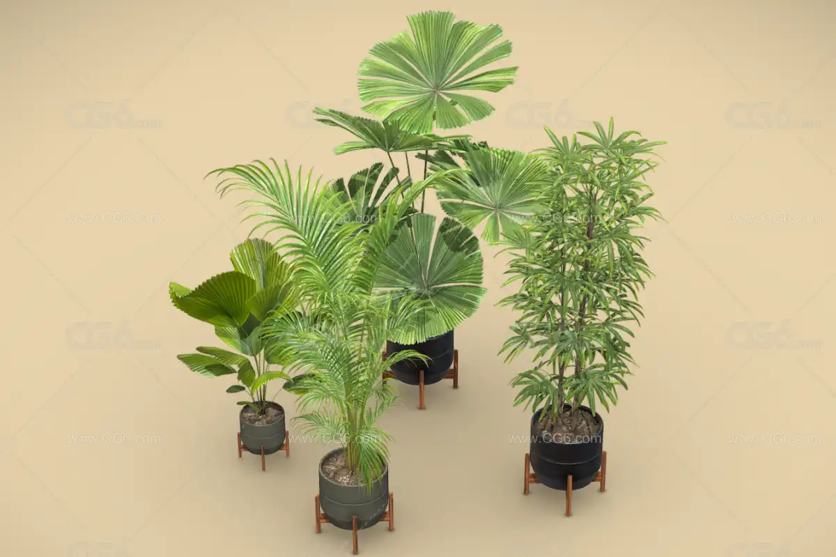 盆栽 盆栽植物 盆栽花卉 植物 盆栽水仙 绿色植物 景观植物 现代绿植 装饰盆景3D模型-2