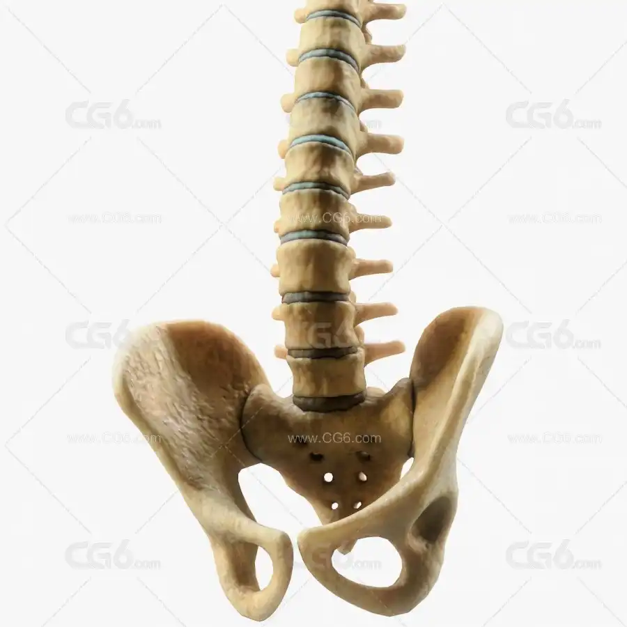 脊柱解剖学 人体盆骨 骨盆 髋骨3D模型-1