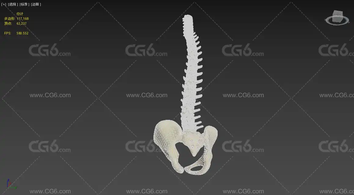 脊柱解剖学 人体盆骨 骨盆 髋骨3D模型-9