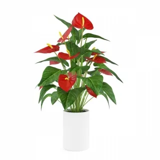 花烛-室内花卉盆栽3D模型