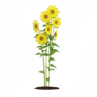 串叶松香草-园林植物3d模型
