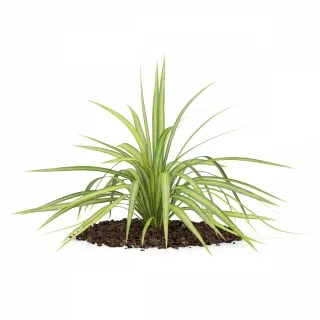 吊兰-园林植物3d模型
