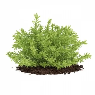 佛甲草-园林植物3d模型