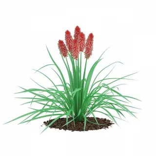 火炬花-园林植物3d模型