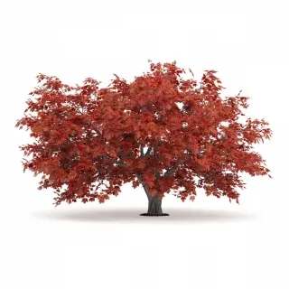 槭树-园林植物3d模型