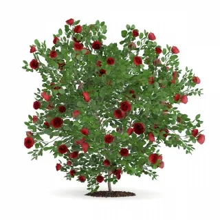 山茶-园林植物3d模型