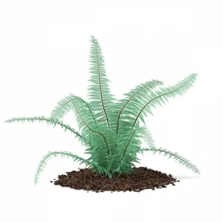 肾蕨草-园林植物3d模型