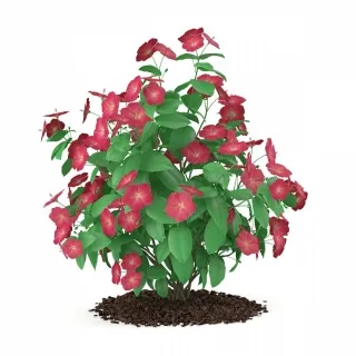 月季花-园林植物3d模型