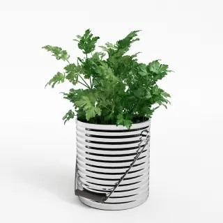 香菜-水果蔬菜3d模型