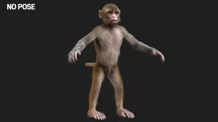 猴子 猿猴 猩猩 灵长类动物 皮毛 毛发 带骨骼绑定 带绑定3D模型