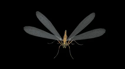 蚊子 毒蚊子 毒虫 吸血蚊子 吸血怪物 昆虫 蜻蜓3D模型