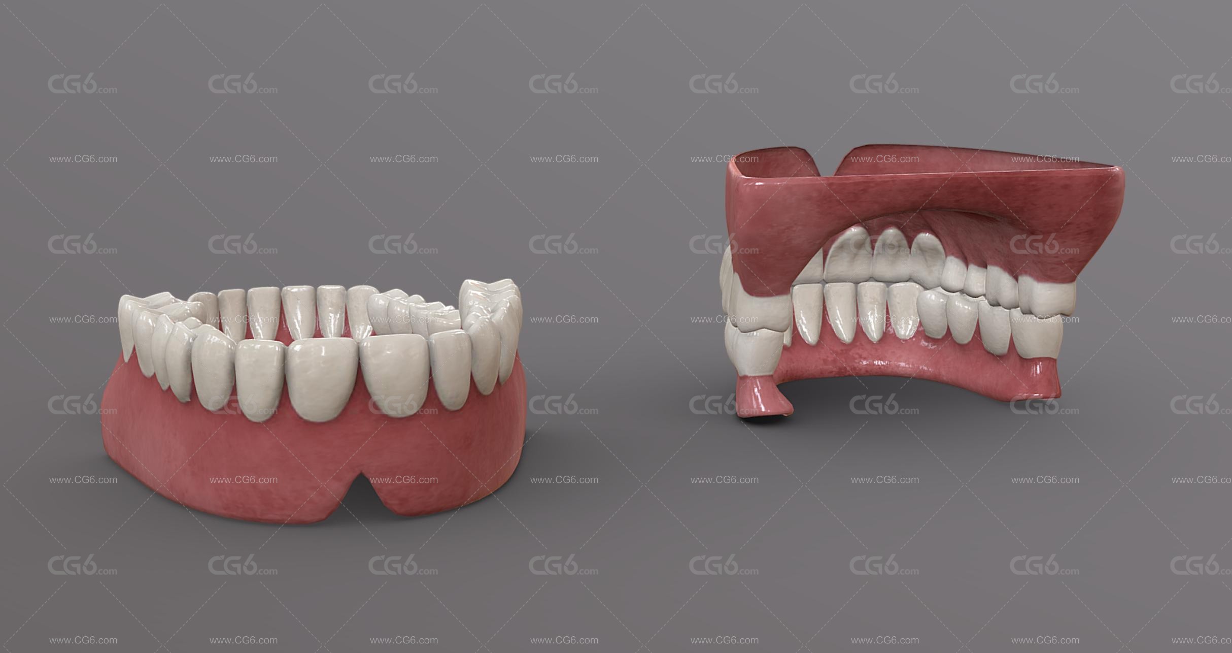 牙齿 口腔 牙床 舌头 成人牙齿 牙龈 牙 牙根 牙髓 假牙 医学模型 Tooth齿-3