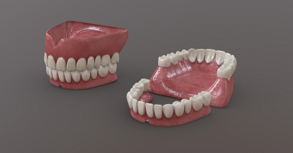 牙齿 口腔 牙床 舌头 成人牙齿 牙龈 牙 牙根 牙髓 假牙 医学模型 Tooth齿