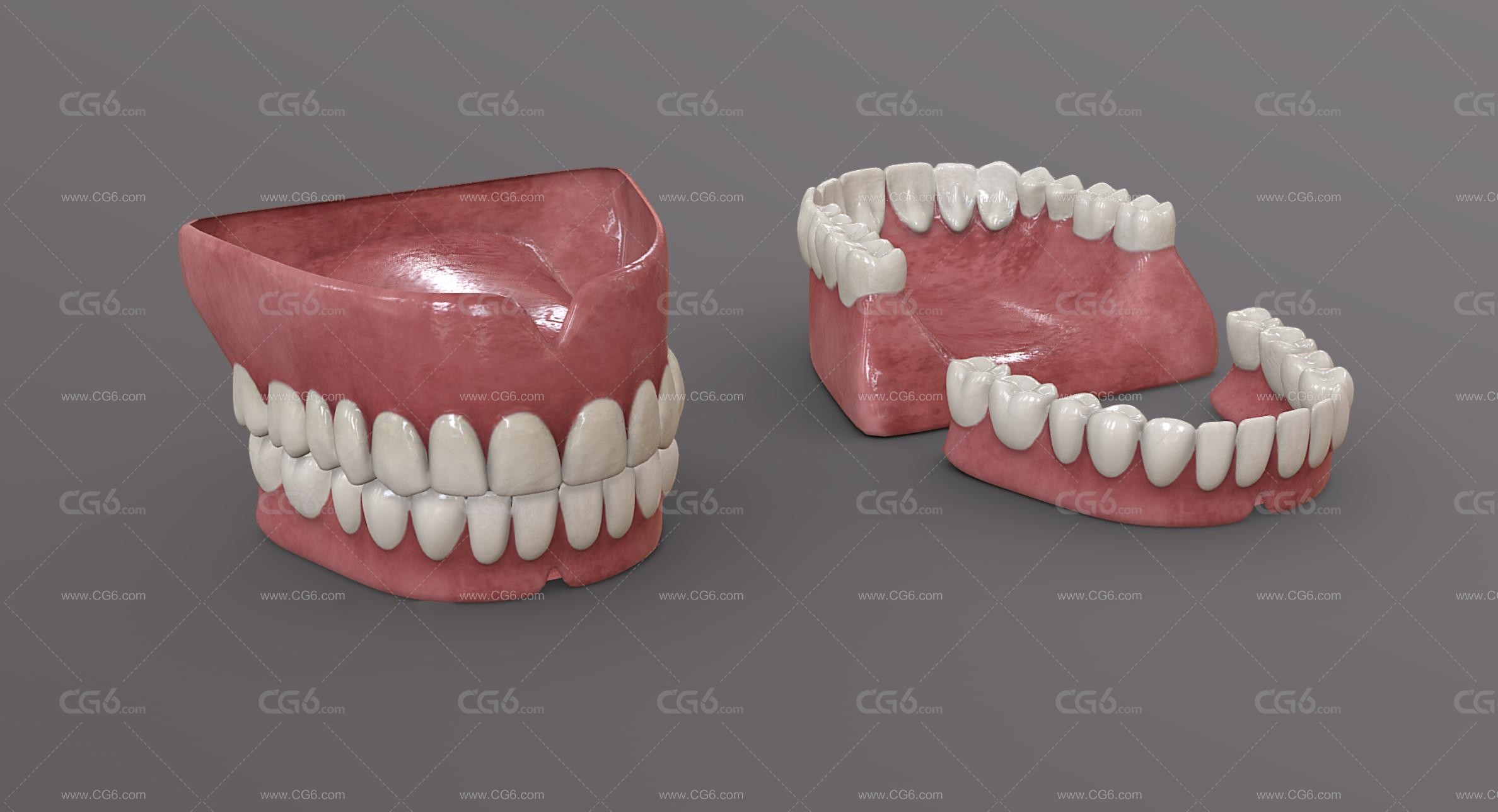 牙齿 口腔 牙床 舌头 成人牙齿 牙龈 牙 牙根 牙髓 假牙 医学模型 Tooth齿-2