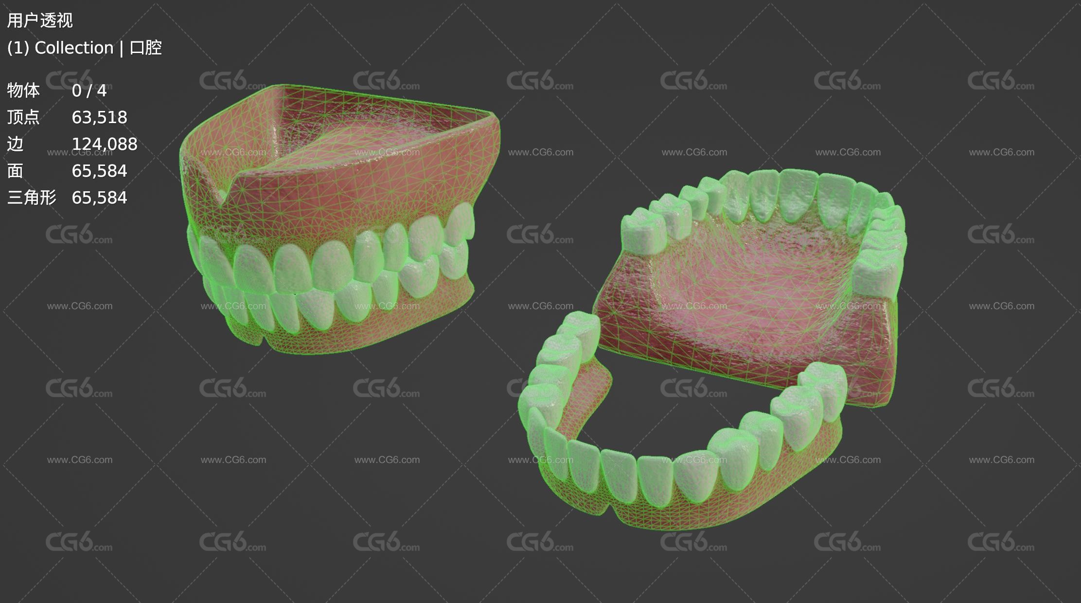 牙齿 口腔 牙床 舌头 成人牙齿 牙龈 牙 牙根 牙髓 假牙 医学模型 Tooth齿-6