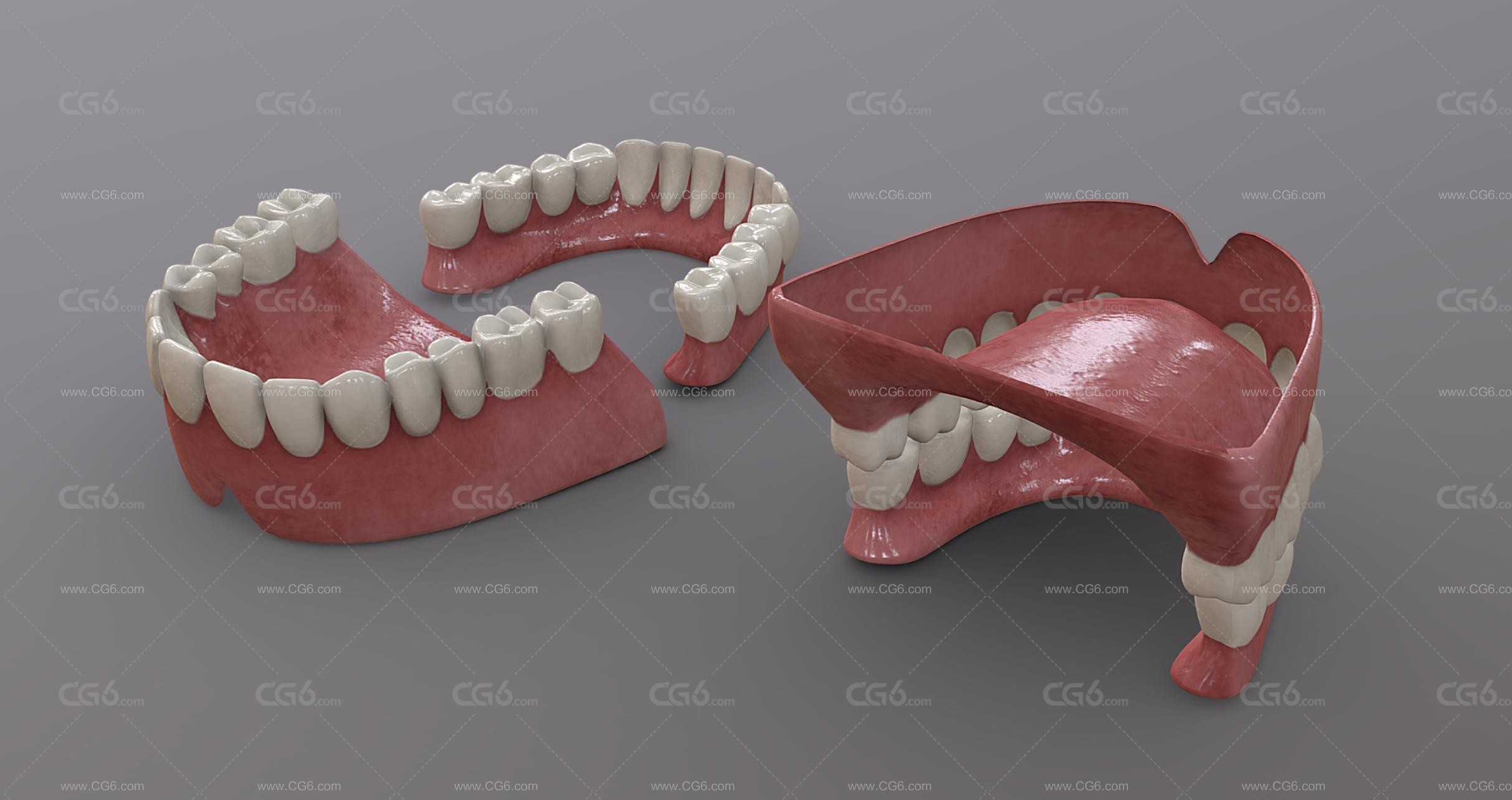 牙齿 口腔 牙床 舌头 成人牙齿 牙龈 牙 牙根 牙髓 假牙 医学模型 Tooth齿-4