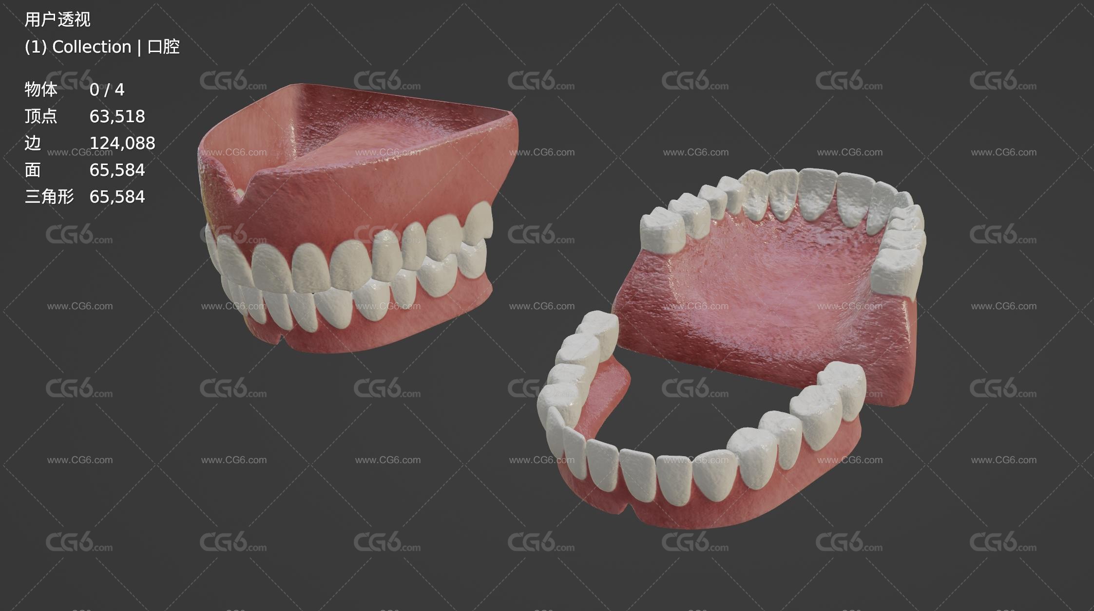 牙齿 口腔 牙床 舌头 成人牙齿 牙龈 牙 牙根 牙髓 假牙 医学模型 Tooth齿-5