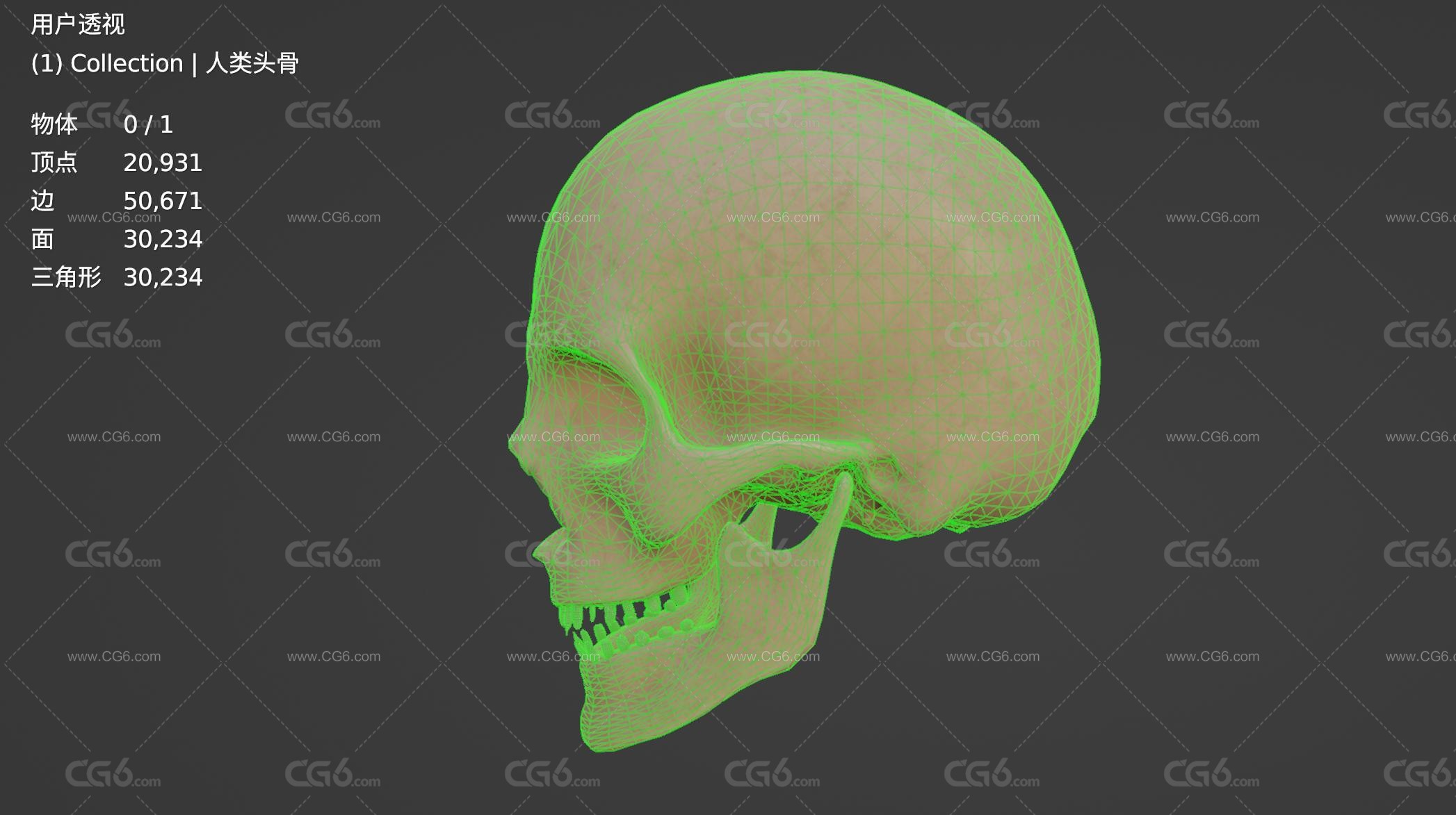 人类头骨 颅骨 人头骨 尸骸 骨骼 骷髅3D模型-6