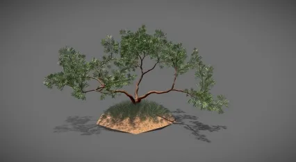 园艺树木 古橡树 景观树木 植物 园林树木 老树木 古树 场景树木 园林行道树 大树 异形树