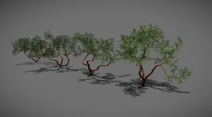古橡树 园艺树木 景观树木 植物 园林树木 老树木 古树 场景树木 园林行道树 大树 异形树