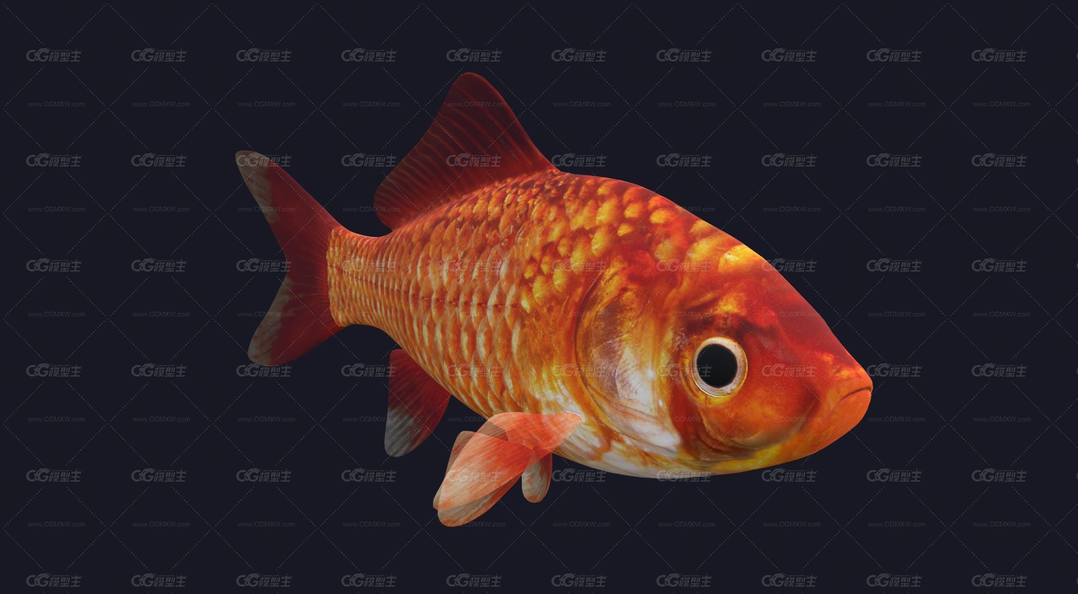 写实金鱼 观赏鱼 宠物鱼 鱼类 动物 锦鲤 兰寿 fish-4