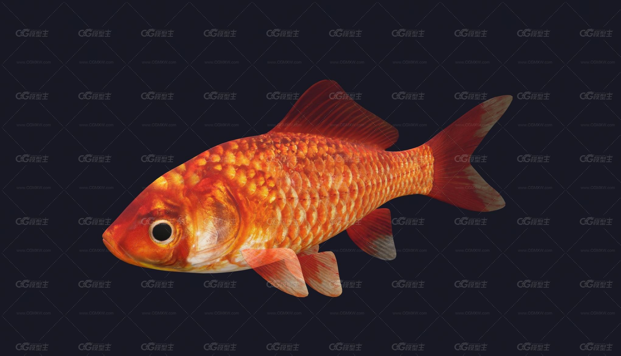 写实金鱼 观赏鱼 宠物鱼 鱼类 动物 锦鲤 兰寿 fish-1