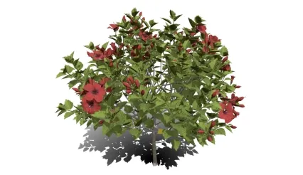 中国木槿树 现代灌木 植物灌木树木绿植 灌木丛小花 花树