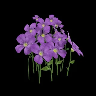 紫色小花