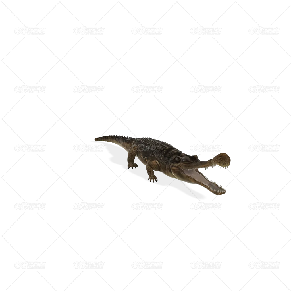鳄鱼-1