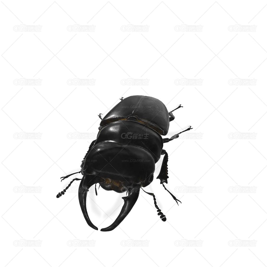 鹿角虫-1