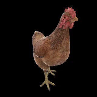 小鸡