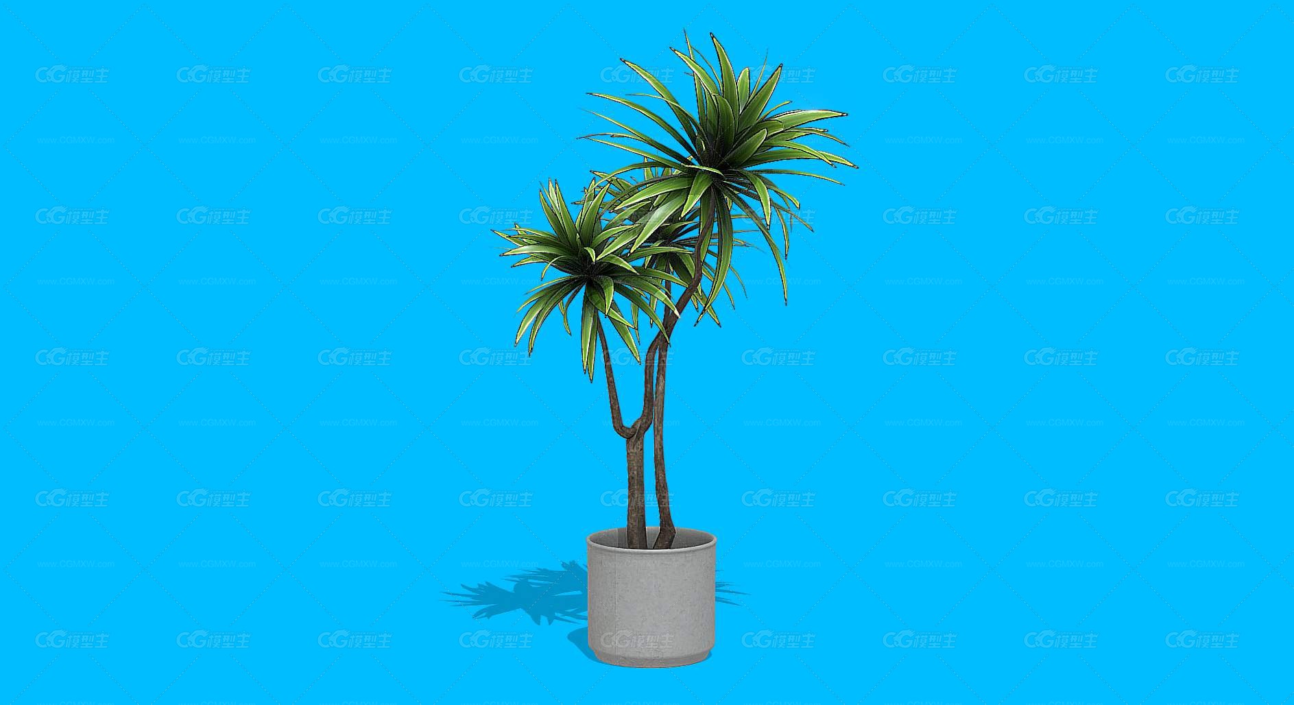 绿植 植物 盆栽 花盆 发财树 室内装饰植物 花艺 盆景 花卉 观赏花卉 植物花草 绿叶 君子兰-2