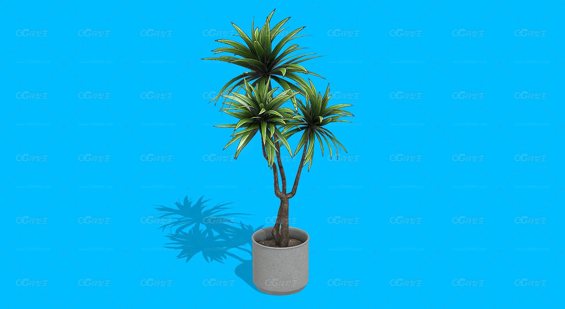 绿植 植物 盆栽 花盆 发财树 室内装饰植物 花艺 盆景 花卉 观赏花卉 植物花草 绿叶 君子兰-1