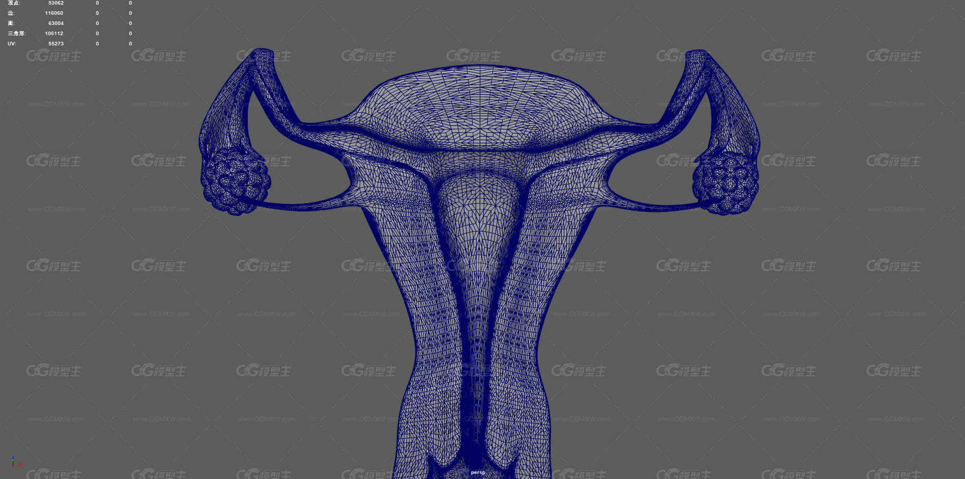 生殖器官 子宫剖面 卵巢 女性子宫 生殖器 医学动画 卵巢生殖器 宫口 宫颈 性器官 输卵管 妇科-10