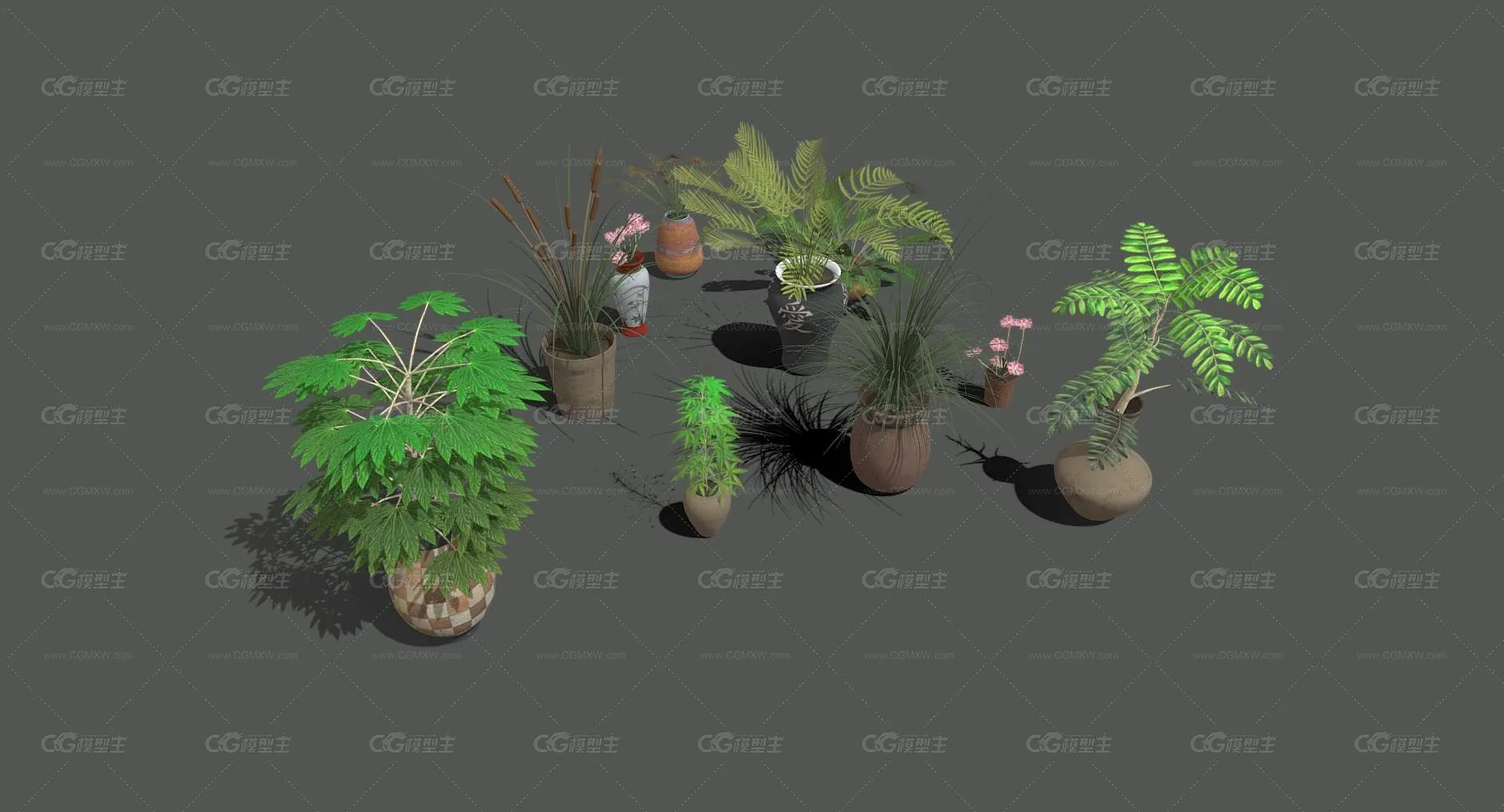 盆栽 花卉 花草 植物 室内植物 绿植 盆景 绿色植物 盆景 含羞草 室内装饰植物 花盆 花圃植物-1