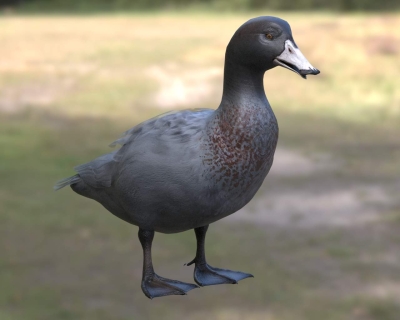 山蓝鸭山鸭蓝鸭生物动物