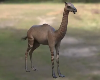 尖趾驼生物动物