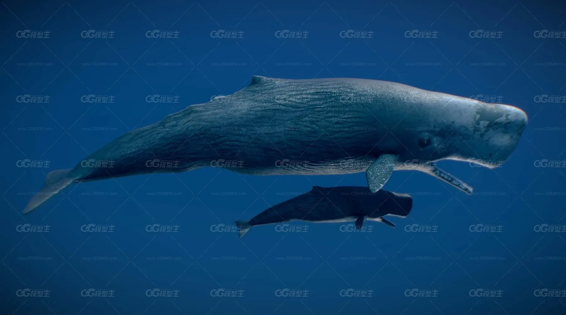 抹香鲸 海豚 鲸鱼 生物 水生物 海洋-2