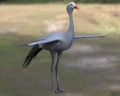 蓝鹤蓝蓑羽鹤天堂鹤