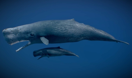 抹香鲸 海豚 鲸鱼 生物 水生物 海洋