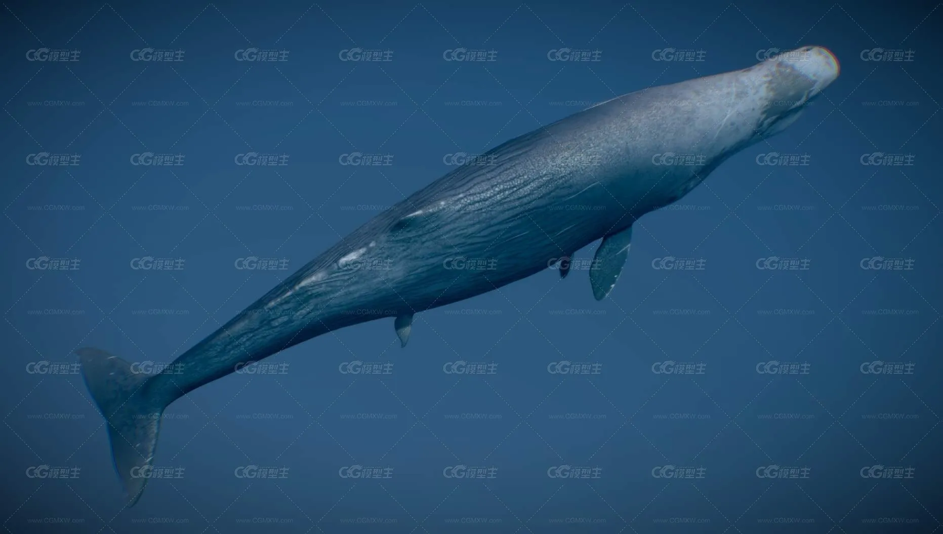 抹香鲸 海豚 鲸鱼 生物 水生物 海洋-3