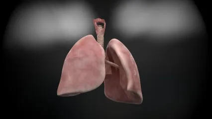 人体肺部和气管