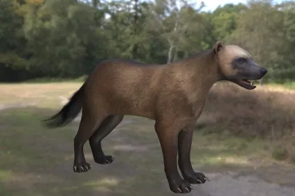 艾克猛獾动物