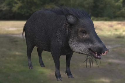 白唇西猯野猪野生动物生物