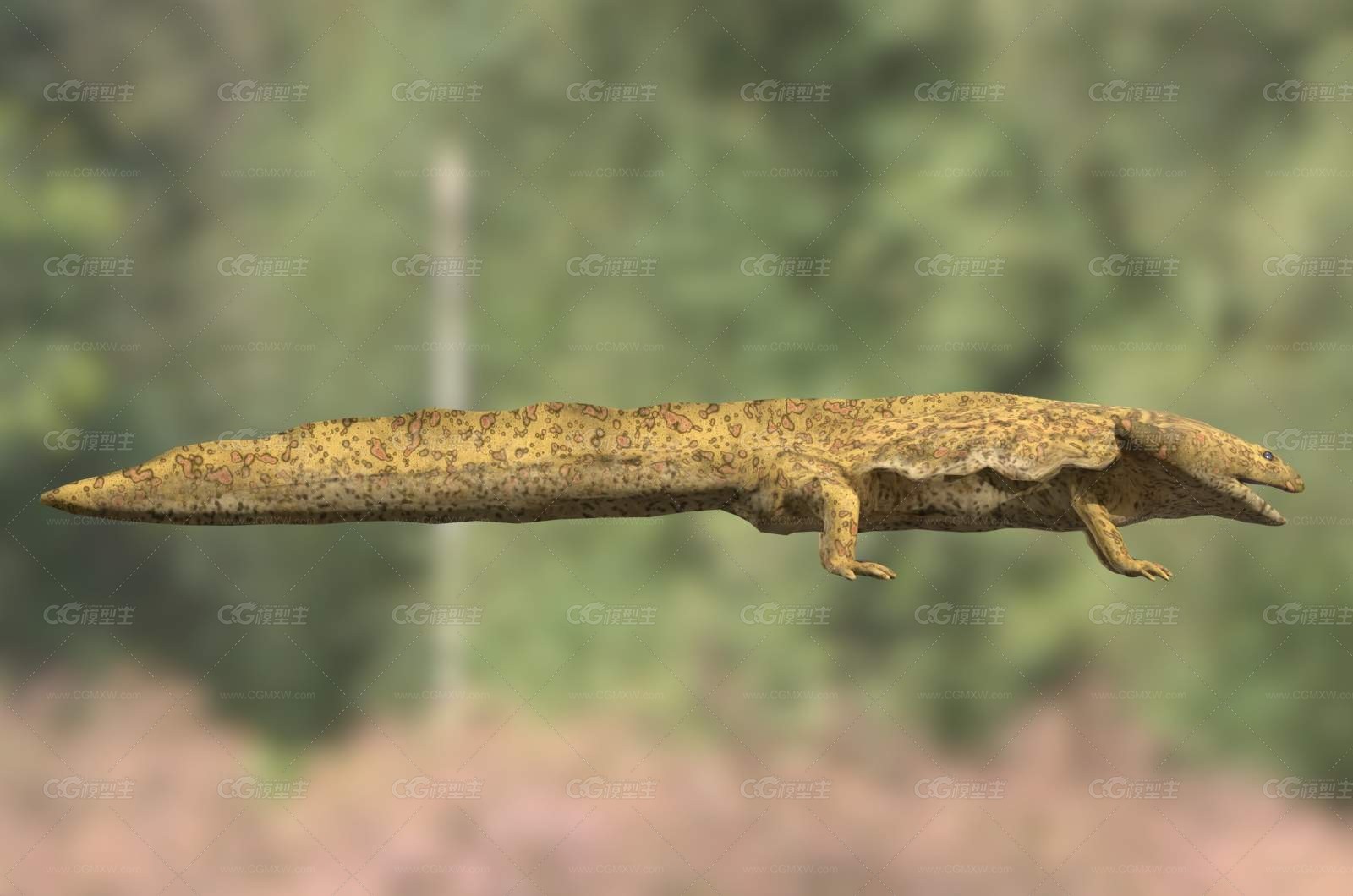 笠头螈镖头螈生物动物-2